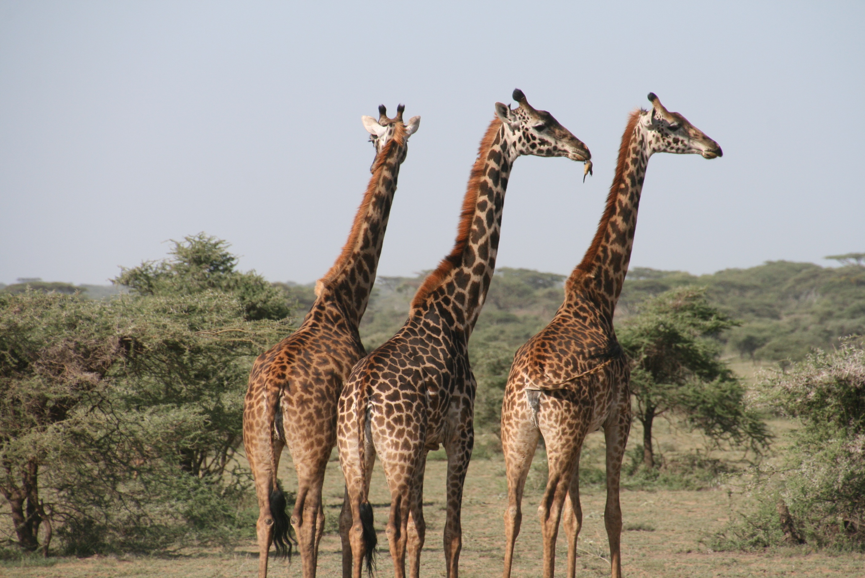 africa-animal-photography-animals-blur-259554.jpg