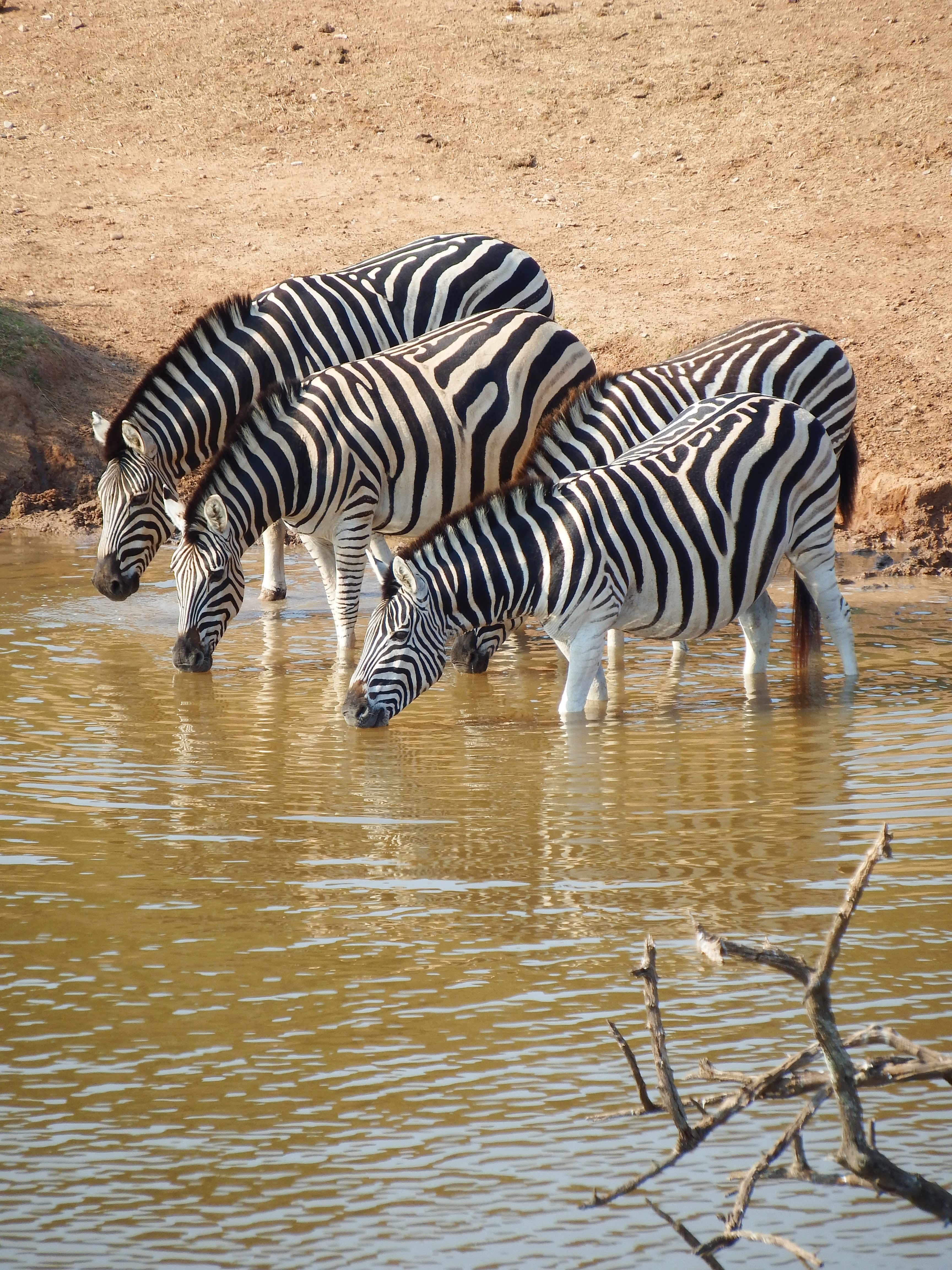 animals-drinking-mammal-nature-259547.jpg