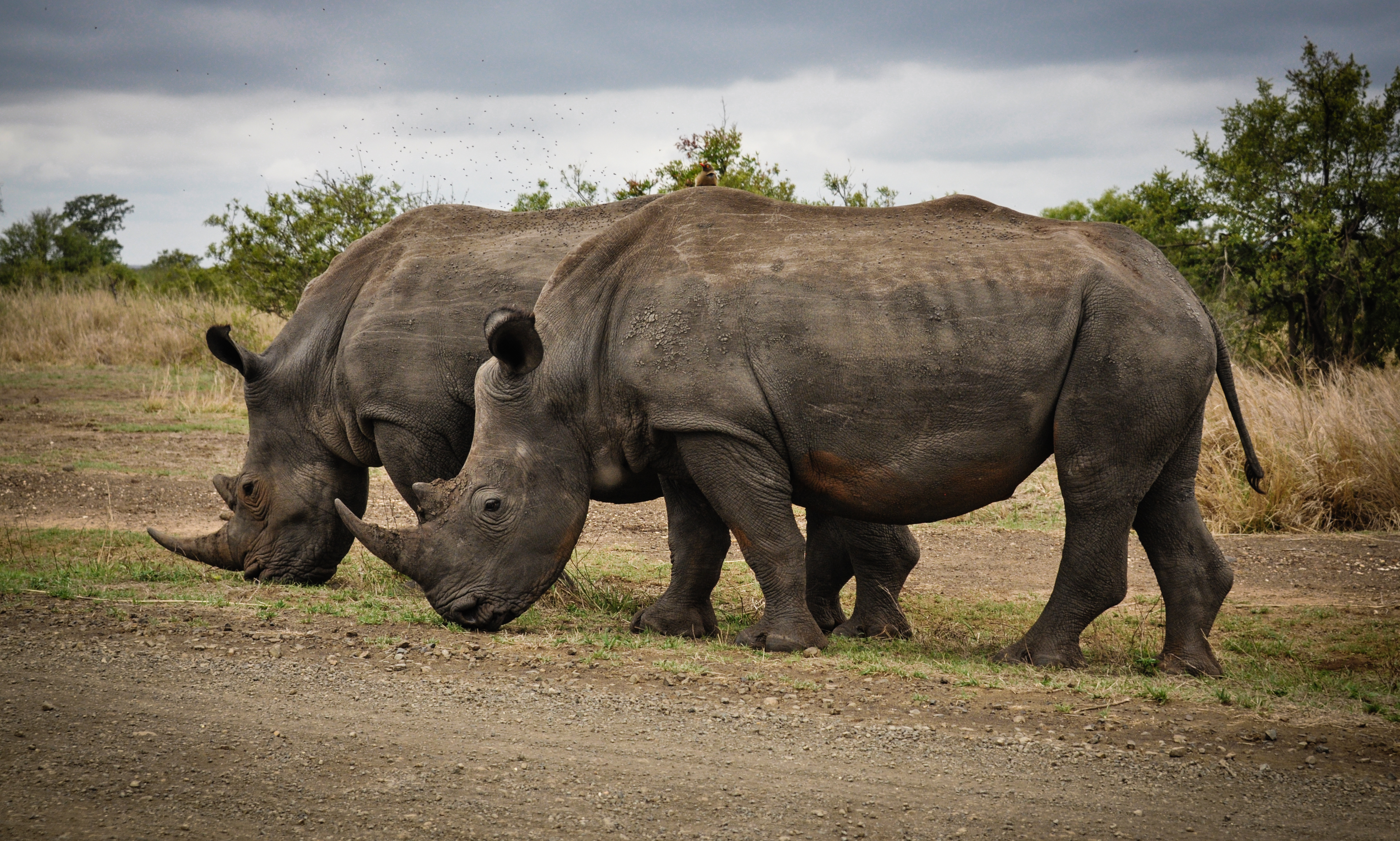 two-rhino-on-gray-field-631292.jpg