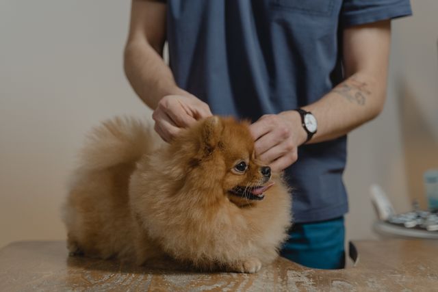 犬科物理治療