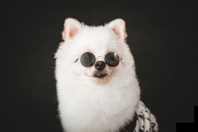 犬貓皮膚保養美容 SPA